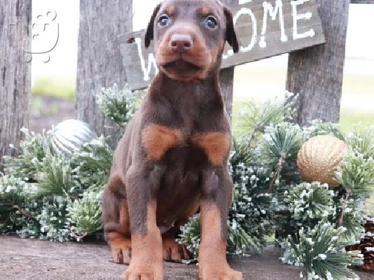 PoulaTo: Doberman Puppies