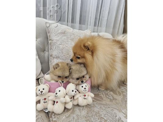 PoulaTo: Pomeranians κουτάβια BOO καθαρόαιμα