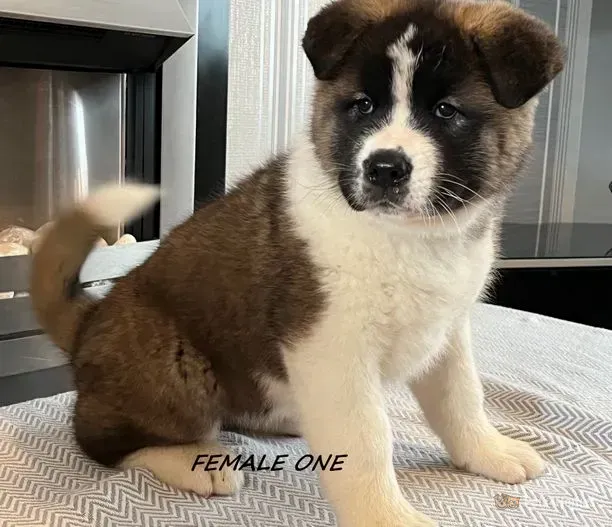 Akita κουτάβι kc reg