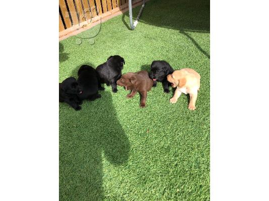 PoulaTo: Προς πώληση Labrador Retriever Σκύλοι και κουτάβια