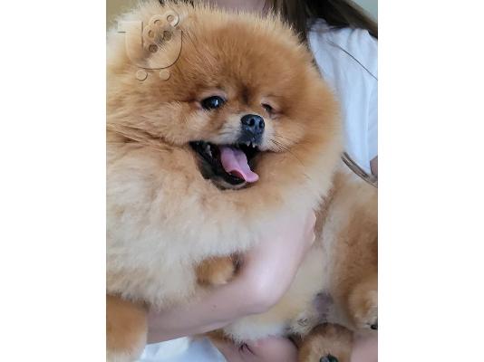 Pomeranian Spitz αρκουδάκια
