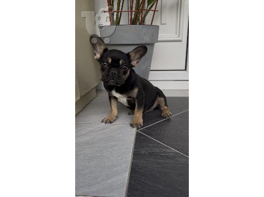 Αρσενικό κουτάβι French Bulldog black & tan