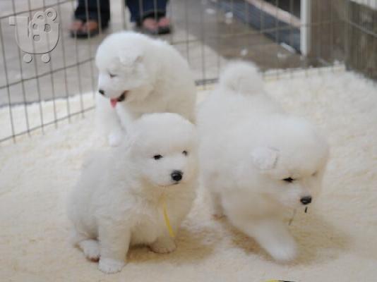 PoulaTo: Ωραία κουτάβια Samoyed