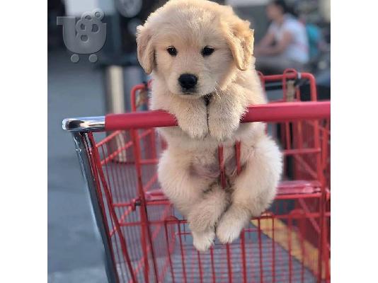 Goldern retriver Puppies for sales