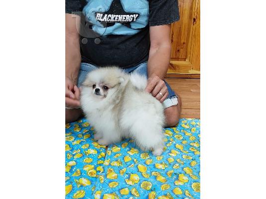 Καταπληκτικά κουτάβια Pomeranian