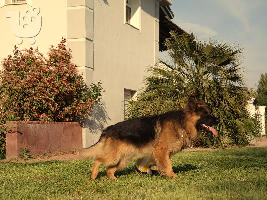 Κουταβακια Γερμανικα ποιμενικα