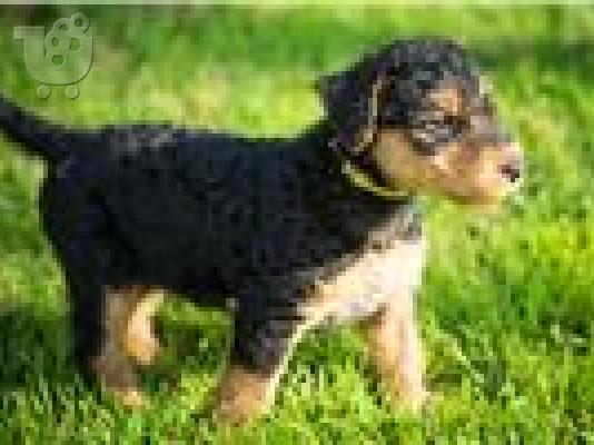 PoulaTo: Airedale Terrier Puppies