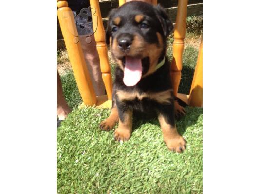 Τα κουτάβια Rottweiler είναι τώρα έτοιμα προς πώληση