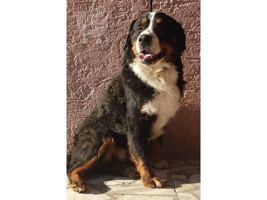 Ορεινός σκύλος Bernese