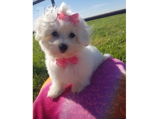 PoulaTo: Maltese Puppies