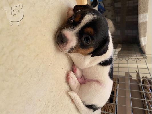 Εκπληκτικά κουτάβια Jack Russell