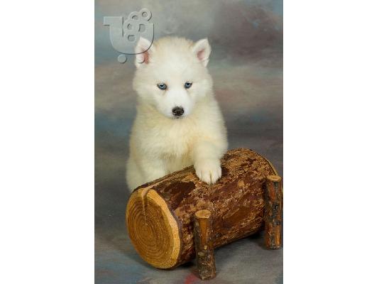 Siberian Husky puppies, τελευταια κουταβια της φετινης μας γεννας!...