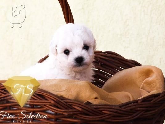 Κουτάβια Bichon Frise