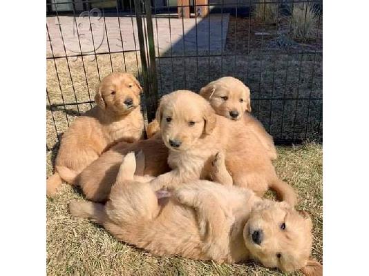 Πωλούνται όμορφα κουτάβια Golden Retriever