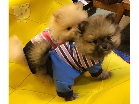 PoulaTo: Τέλειο Pomeranian κουτάβι