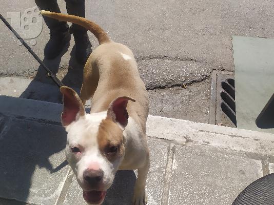 PoulaTo: Pitbull