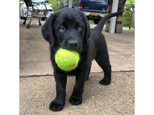 Labrador Retriever Pups