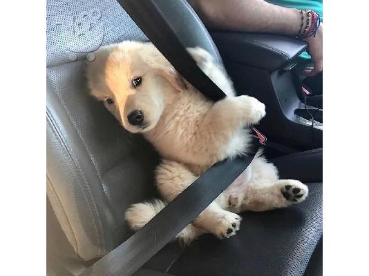 Πωλούνται κουτάβια Golden Retriever