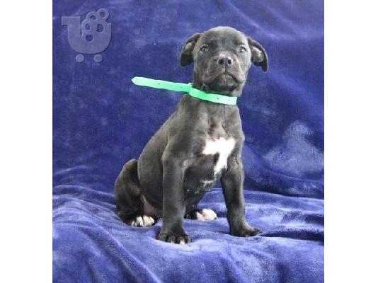 PoulaTo: Border collie Puppies