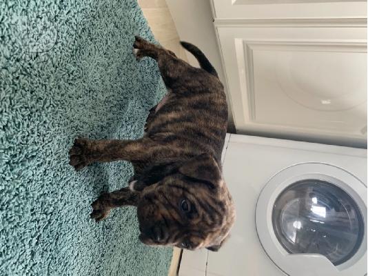 Ενεργά κουτάβια pitbull+34634098453