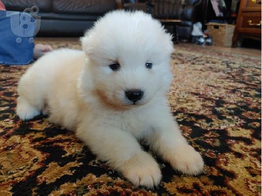PoulaTo: Samoyed Puppies