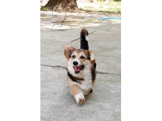 Ουαλικό Corgi Pembroke