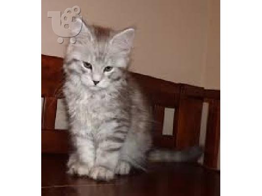 PoulaTo: Maine Coon Cats Διαθέσιμο