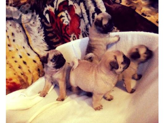 PoulaTo: pugs for puppies for adoption