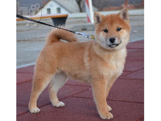 Shiba Inu κουτάβια