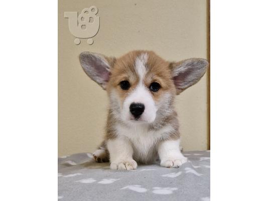 Κουτάβια Welsh Corgi Pembroke