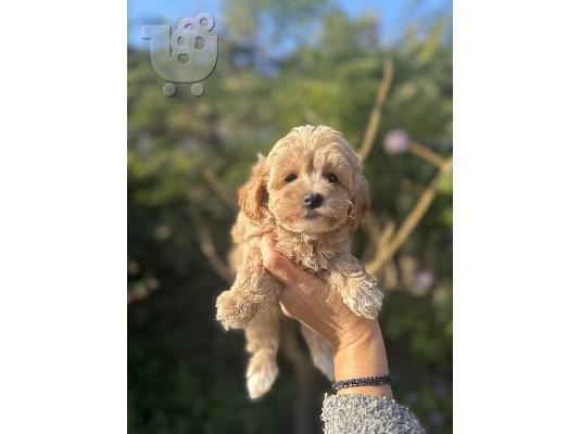 Διατίθενται προς πώληση κουτάβια Maltipoo
