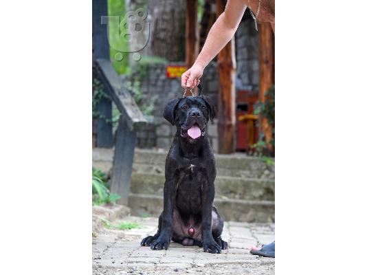 Cane Corso αρσενικό κουτάβι