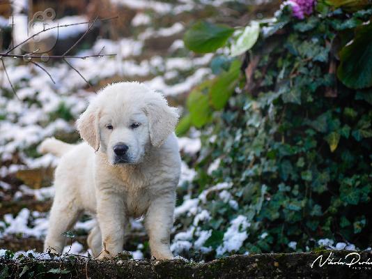 Κουτάβια και νεαροί σκύλοι Golden Retriever προς πώληση