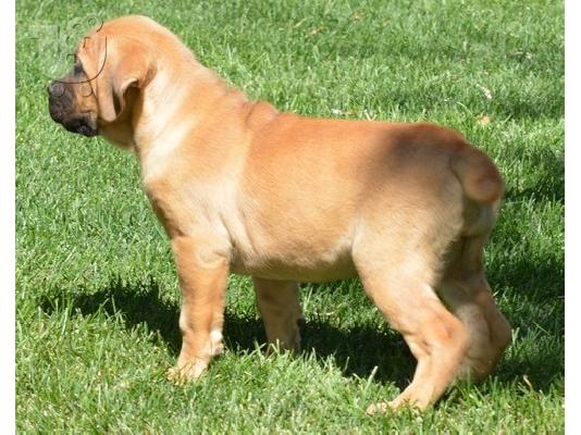 PoulaTo: Cane Corso's