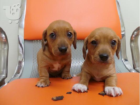 PoulaTo: Dachshund