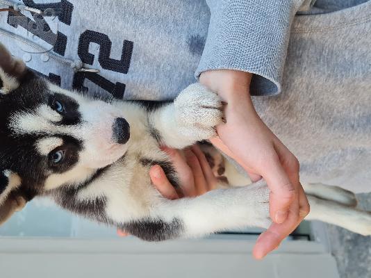 Husky