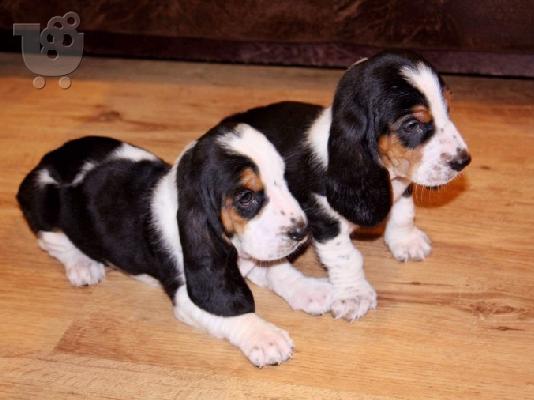 Κουτάβια Basset Hound.