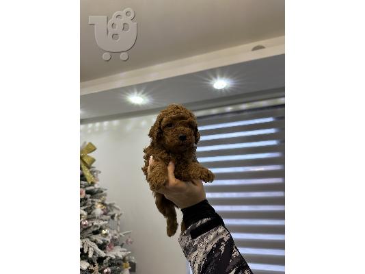 Κουτάβια Toy και Mini Poodle