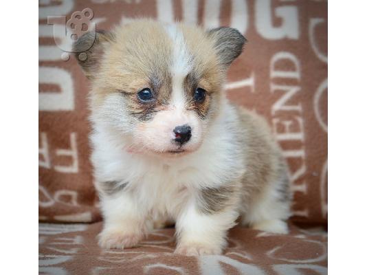 Welsh Corgi Pembroke Πανέμορφα Κουτάβια