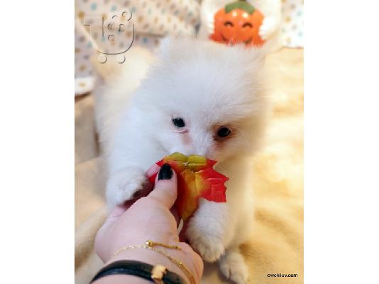 PoulaTo: Pug Puppies