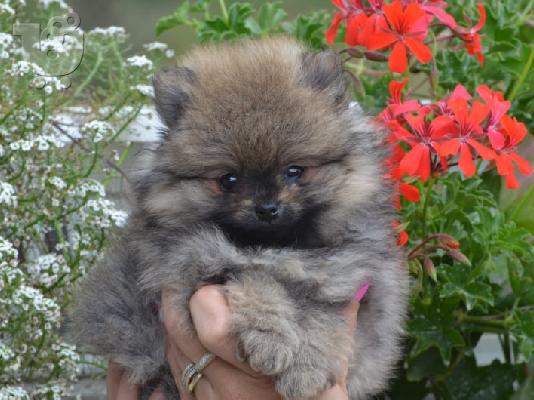 Κουτάβια Pomeranian