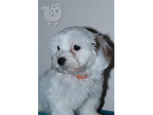 Havanese bichon κουτάβια
