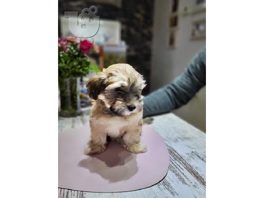 PoulaTo: Havanese Bichon