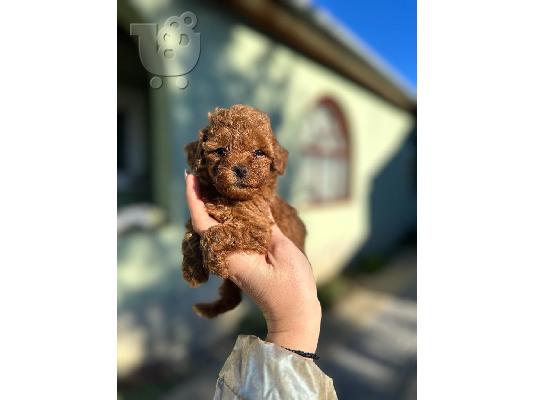 Κουτάβια Toy και Mini Poodle