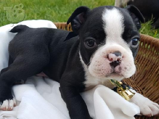 PoulaTo: Κουτάβια Boston Terrier για Υιοθεσία