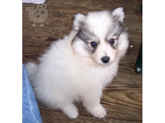 PoulaTo: Spitz Puppies