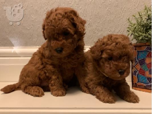 Παιχνίδια αρσενικά και θηλυκά κουτάβια Poodle προς πώληση....