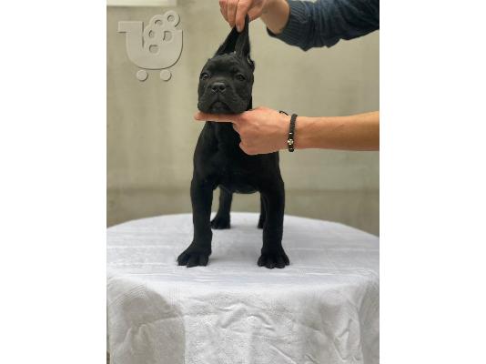 PoulaTo: Cane Corso
