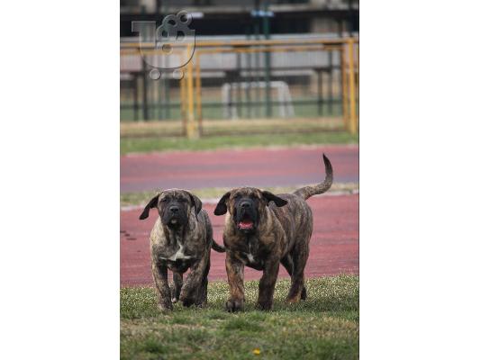 Κουτάβια Presa Canario