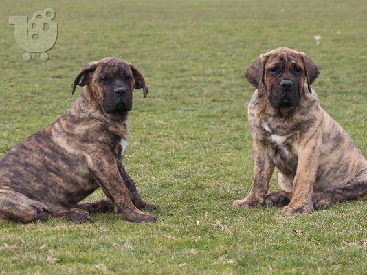 Κουτάβια Presa Canario